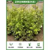 Arce Liuchuan Plantas Verdes en Maceta Estudio Sala de Estar Plantas de Interior Siete Arce Árboles Celebridad de Internet Estilo Japonés Zen Oficina Hojas de Arce