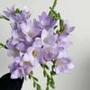 Bulbos de aliso de doble flor, fresia, semillas de nardo para balcón, plantas perennes para interiores y exteriores.