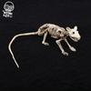 Adereços de Halloween Esqueleto de Cachorro Removível Fofo Simulação Decoração de Pátio TEMU Adereços Transfronteiriços