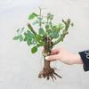 Mudas de Rosa em Vaso Raízes de Flores de Rosa Plantas Verdes de Flores Grandes Varanda Interior Pátio Fácil de Viver Raízes Velhas Mudas de Rosa Perfumadas