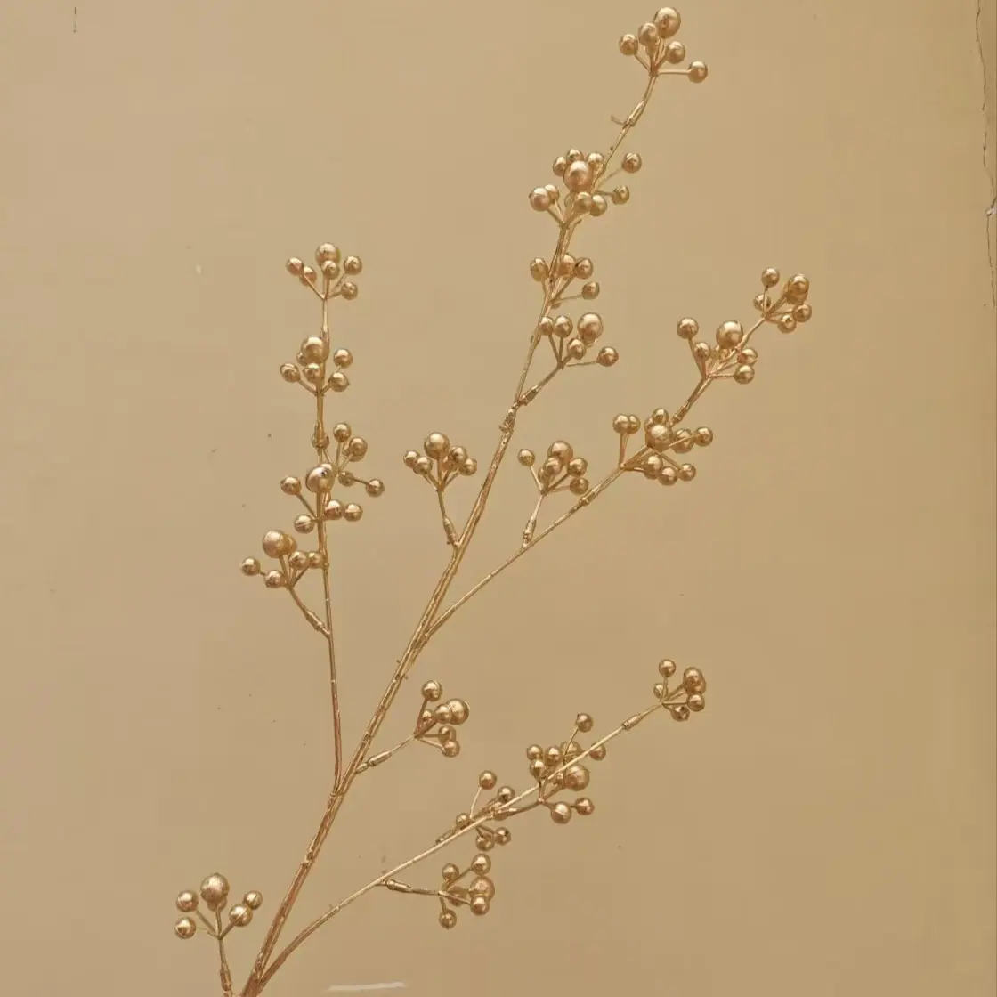 小金豆.jpg