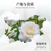 [Rocío Puro] Hidrosol de Rosa Blanca Búlgara Orgánica para Aromaterapia Agua Floral Materias Primas Venta al por Mayor Mezcla sin Fragancia