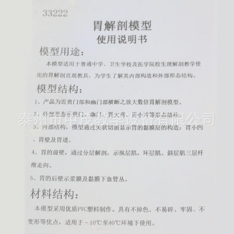 胃解剖模型 (1)