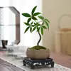 Árvore da Fortuna Pequena em Vaso Florais Nativos Forma Interessante Árvore da Fortuna Sala de Estar Mesa Plantas Verdes Interior Fortuna Escritório