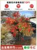 Dropshipping Flame Nandina Plantones en Maceta Sala de Estar Plantas Verdes Patio Exterior Plantas de Suelo Plántulas Grandes de Bambú