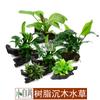 Madeira submersa de resina plantando plantas aquáticas plantas aquáticas preguiçosas vivendo atacado tanque de peixes paisagismo água Banyan Crown bom cuidado sem areia de fundo