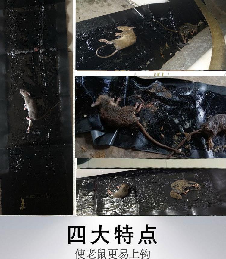 zhanshu_03.jpg