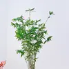 Planta Hidropónica Arroz Musgo de Bambú Bola Maceta Helecho Bambú Interior Sala de Estar Escritorio Planta Verde Ornamental Bambú Zen Bonsái