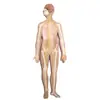 Sistema nervoso sistema nervoso central cérebro medula espinhal sistema anatomia sistema nervoso central cérebro e medula espinhal