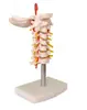 Modelo de enseñanza de la columna occipital cervical humana médica con nervio espinal carotídeo