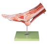 Modelo de Perineo Femenino Modelo: Yj/Jj1306, Modelo Anatómico Parcial del Cuerpo Humano