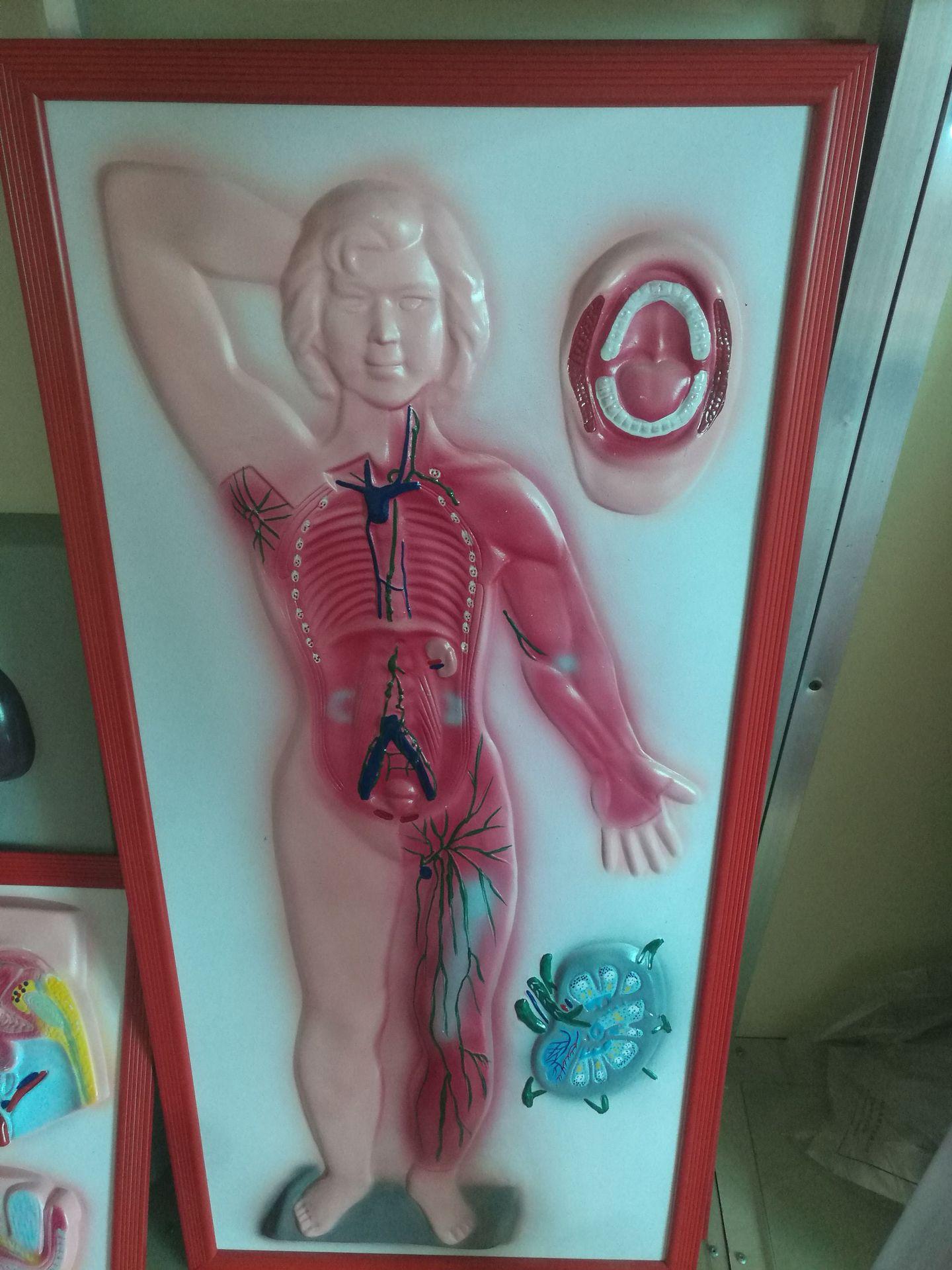 ZM1118-6淋巴系统