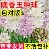 Flor de Nardo de Aroma Fuerte Perenne Doble Pétalo Resistente al Frío y al Calor Flor Tubérculo Patio Balcón Planta Verde Planta en Maceta