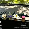 Planta de Fruta Natural Flor Seca Ambientador de Coche Decoración de Rejilla Difusor de Gama Alta Regalo para Coche Fragancia para el Interior del Coche