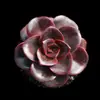 Base de planta suculenta autoproducida y autovendida al por mayor suculentas pequeñas combinación de flores plantas en maceta plantas carnosas Lithops Haworthia