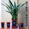 Moran planta em vaso empresa preto Phnom Penh Montanha Jinhua Flor de orquídea de Ano Novo sala de estar varanda folha larga orquídea perfumada perene o ano todo