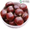 Uma muda de castanha para entrega, extra grande, plantada no norte e sul, Dahongpao, e frutificando no mesmo ano, plantada em Qianxi, castanheiras enxertadas