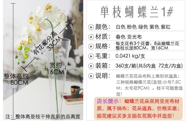 单支蝴蝶兰1#_04