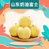Manzana Fuji Crema de Shandong, envío directo disponible, 3/5/9 libras, fruta grande de 75 mm, manzana amarilla dulce y crujiente, fruta fresca