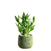 Árbol del Dinero Planta en Maceta Decoración Creativa de Planta para Escritorio Flor y Planta Verde para Oficina Adorno Hiedra Coco Rico Verde Bonsái Pequeño