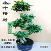 Mudas de Bonsai de Tronco de Árvore Perene de Quatro Estações Plantas de Interior Ginseng Banyan Ficus de Folha Pequena Árvore em Vaso Novo Trigo Artificial Resistente ao Frio Taibo