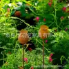 Decoración de Suelo de Jardín Transfronteriza, Cabeza de Amapola Oxidada Decoración de Suelo para Plantas, Decoración de Suelo Hermosa Retro para Exteriores