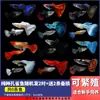 Pez pavo pez de acuario de raza pura pez pequeño de agua dulce fácil de criar pez tropical vivo carroñero pez dorado cebra alevín de pez pequeño