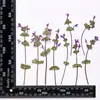 Flores secas de hierba Bao-gai, flores prensadas, marcos de fotos hechos a mano, pegatinas faciales para niños, kits de materiales de flores prensadas de hojas reales, especímenes de plantas