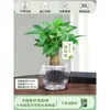 Árbol del Dinero Maceta Flores, Sala de Estar, Casa Próspera, Plantas Verdes, Fácil de Cultivar en Todas las Estaciones, Árbol del Dinero, Plantas Hidropónicas de Escritorio para Oficina