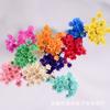 Mini Estrella de Brasil Crisantemo Accesorios para Sesión de Fotos Flor Seca Margarita Pequeña Flor Estrella Pequeña Jelly Labial Bola de Cristal Flor diy