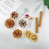 Materiais para Fazer Porta-Retrato com Espécimes de Frutas e Plantas Naturais DIY Conjunto de Pinhas Decoração de Parede para Casa Feita à Mão para Crianças Pequenas