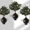 Aparelho de propagação de plantas, enraizamento, aparelho de calcanhar controlado por alta pressão, germinação de mudas, corte, enxerto, ferramentas de bonsai, prensa de alta altitude, ramo assexuado