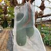 Bolsas de Malla de Nylon Personalizadas por el Fabricante en Varias Especificaciones, Mallas Anti-Insectos Personalizadas para Melones, Frutas y Verduras, Bacon Anti-Mosca de la Fruta, Bolsas de Malla Anti-Insectos
