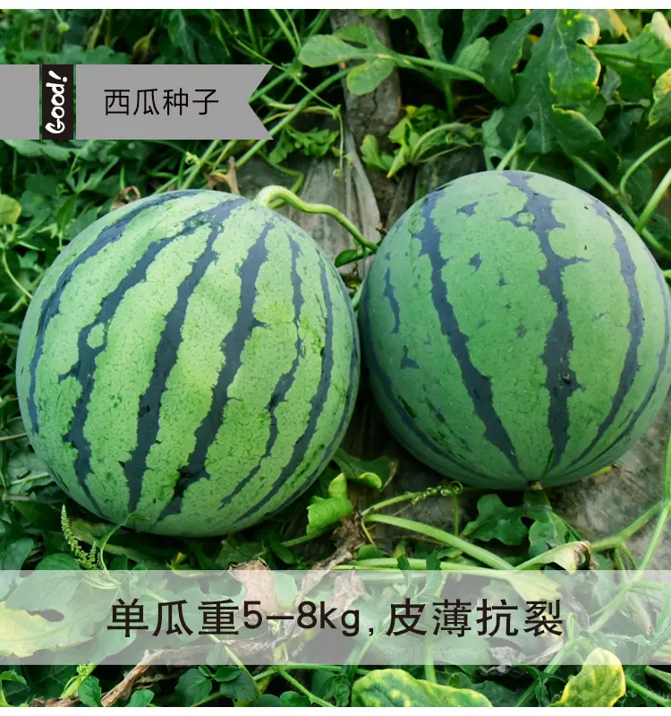 冰糖麒麟03-1