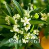 Óleo Essencial de Folha de Laranja Amarga Orgânica Demit Egito (Destilado com Flores) Fragrância Natural de Planta Europeia Óleo Essencial Matéria-Prima
