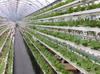 Invernadero en forma de A, plantador de vegetales hidropónicos, cultivo sin suelo, plantador de campus, plantador de vegetales, equipo agrícola inteligente