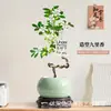 Planta de Murraya Paniculata en Maceta para Escritorio de Oficina, Planta Verde con Tronco Viejo y Plántulas, Florece Todo el Año, Flor de Interior Fácil de Cuidar para Jardineros Perezosos