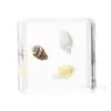 Artesanía Jingling Muestras Biológicas Acuáticas Conchas de Caracol Peces Camarones Cangrejos Regalos de Educación Científica Adornos de Resina Caja Sorpresa
