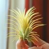 Piña de Aire Planta sin Suelo Interior Sala de Estar Escritorio Planta Verde Flor en Maceta Hierba Flor Bigote de Anciano Elfo Rojo Variedad