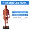 Maniquí de resina de 30 cm con estructura anatómica musculoesquelética, modelo artístico, pintura CG, escultura, enseñanza