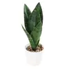 Planta Hypoxis em Vaso com Folhas Altas, Nervuras Prateadas, Pernas Longas, Folhas Verdes, Planta em Vaso Simulada, Sala de Estar Interna, Escritório Fabricante Atacado