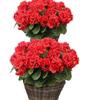 Flor Artificial Popular de Amazon Transfronteriza Flor de Geranio Begonia en Maceta Flor Hecha a Mano Decoración del Hogar Begonia Falsa Ramo