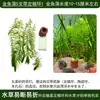 Planta acuática Elodea acuario de agua dulce pecera paisajismo huevos colgantes cría reducir nitrógeno amoniacal purificar calidad del agua fácil de cuidar fácil de vivir