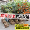 Plántulas de Osmanthus, Árboles Grandes, Osmanthus Todo el Año, Osmanthus Dorado, Plantas en Maceta de Osmanthus Rojo Número Uno, Plantación en Suelo de Patio Exterior, Árboles Preciosos, Fáciles de Cultivar