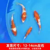 Alevines Vivos de Pez Dorado Ornamental Rojo y Blanco de Raza Pura para Agua Fría, Pez Ornamental Koi Rojo Resistente al Agua Dulce Tricolor