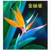 Oferta Especial Plantas y Flores Verdes Grandes de Interior, Plantas en Maceta Ave del Paraíso, Strelitzia Regina Plantas Verdes Ornamentales para el Hogar Bonsái