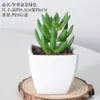 Bonsai de Plástico Carnudo Artificial Decoração de Flores Artificiais Bonsai Interno Casa Escritório Planta Verde Pequenos Enfeites Plantas Artificiais