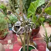 Soporte para Monstera, Base para Monstera, Estructura de Soporte para Flores, Pinza para Agrupar Ramas y Tallos, Soporte Fijo para Flores de Bambú Verde Anti-Ramas y Tallos Venta al por Mayor