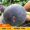 Dropshipping Mudas de Figueira Plantio no Solo Árvores Frutíferas em Vasos que Dá Frutos no Mesmo Ano Mudas de Árvores Frutíferas Extra Grandes Plantio no Solo no Norte Pátio Não