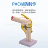 Simulación de Enseñanza Esqueleto Humano de Articulaciones Codo Muñeca Tobillo Hueso Hombro Rodilla Cadera Ligamento Ortopédico Modelo Médico